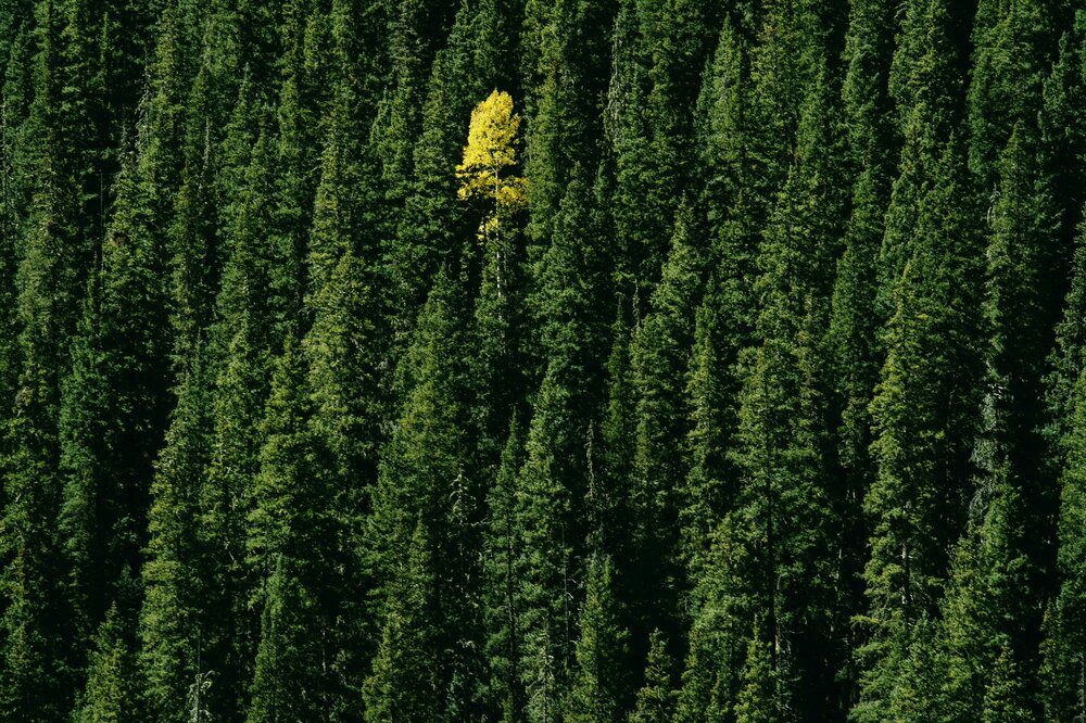 one yellow tree in a forest